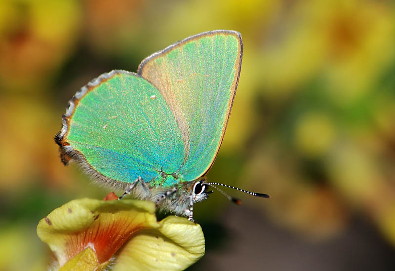 Luce di Primavera - Callophrys rubi